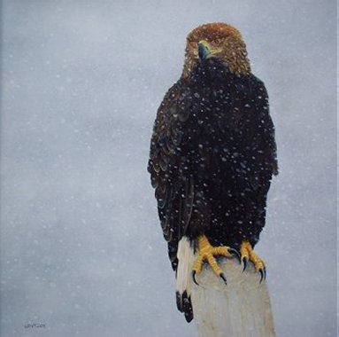 Juvenile Golden Eagle, acrylics on MDF